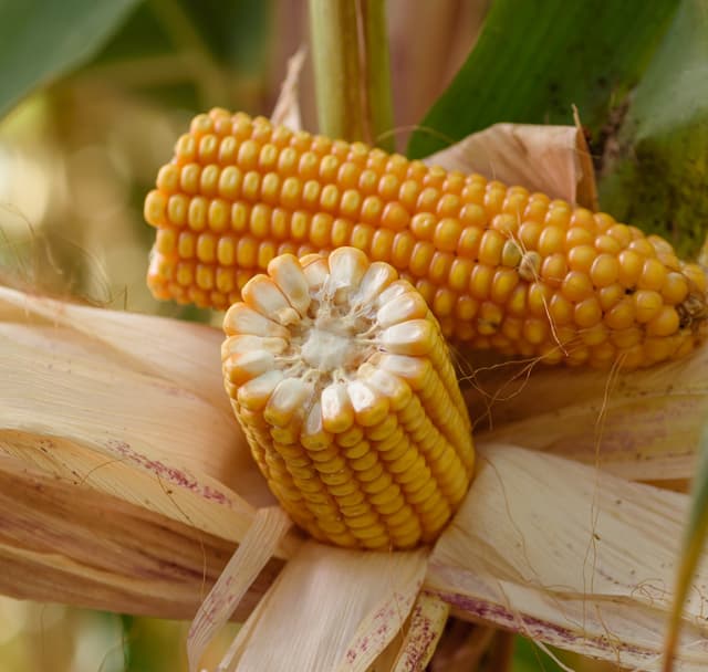 Kukurydza SM Jubilat FAO 230-240 + Korit 420 FS