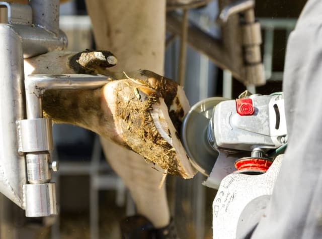 Tarcza do korekcji racic Profi, 6 ostrzy, 120 mm, Kerbl