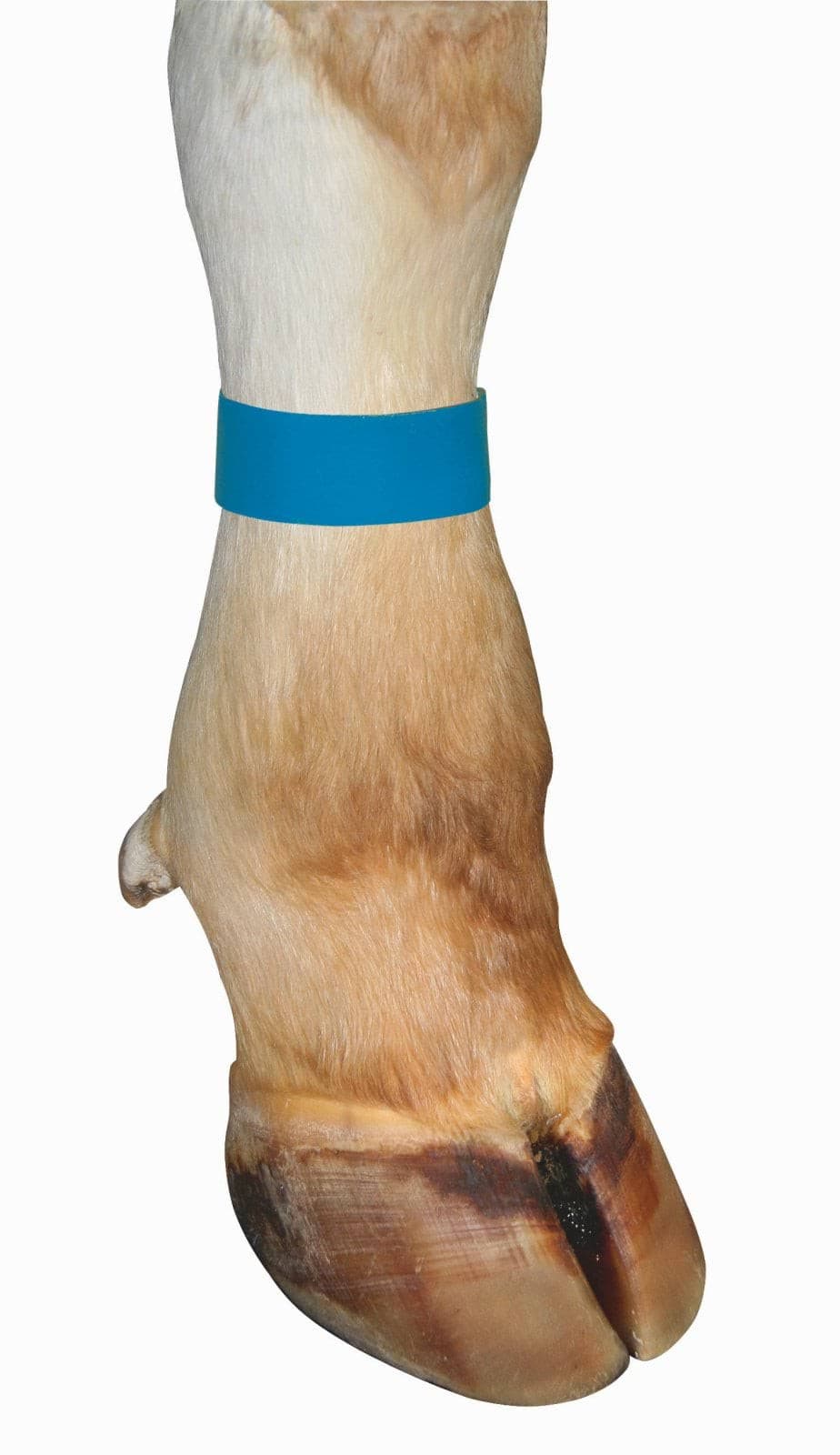 Opaska identyfikacyjna na rzep Kerbl 36 cm niebieska 10 szt.