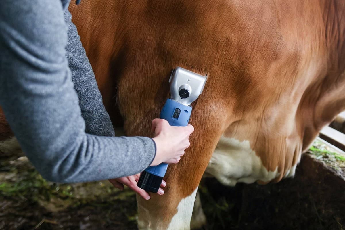 Maszynka FarmClipper Akku2 do strzyżenia bydła, Clipster