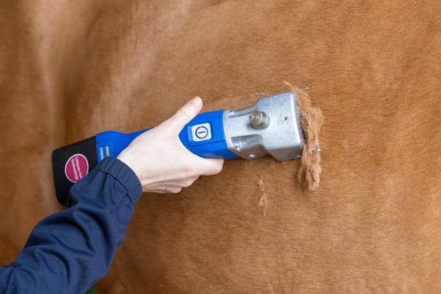 Maszynka do strzyżenia koni i bydła Econom CL, niebieska