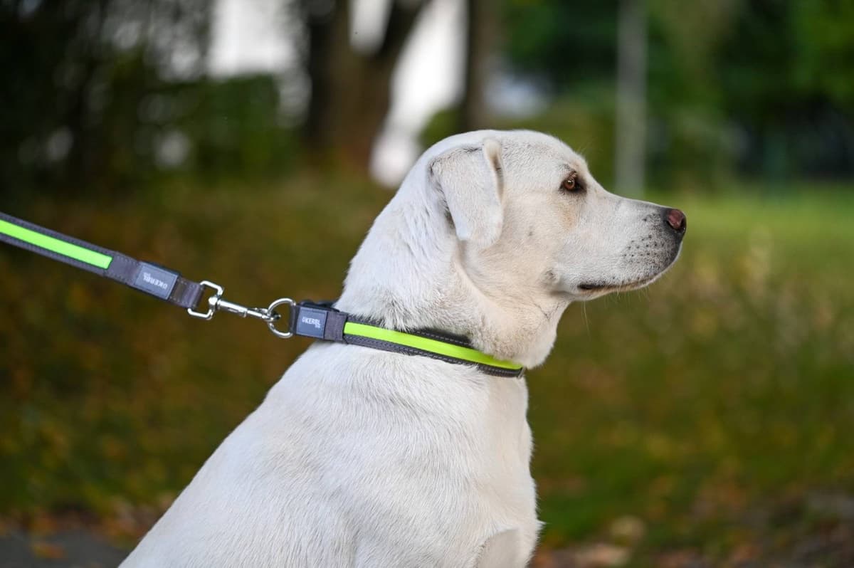 Obroża podświetlana dla psa Light & Reflex, 35 - 50 cm x 20 mm, żółta, Kerbl