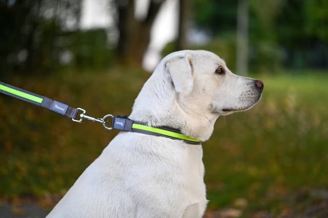 Obroża podświetlana dla psa Light & Reflex, żółta, 45 - 65 cm x 25 mm