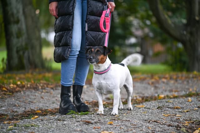 Smycz podświetlana dla psa Light & Reflex do biegania, 250 cm x 25 mm, różowa, Kerbl