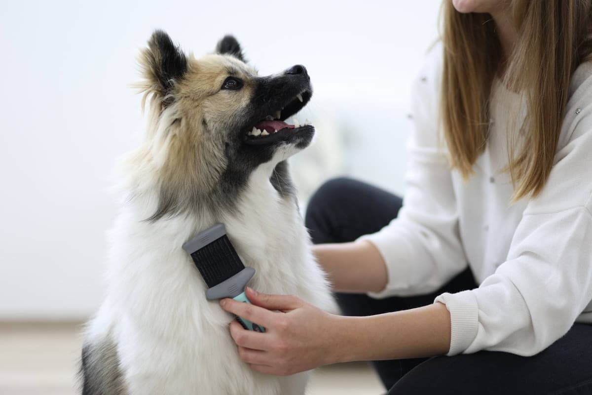 Szczotka dwustronna z delikatnymi metalowymi ząbkami dla psów, 19 x 7 cm