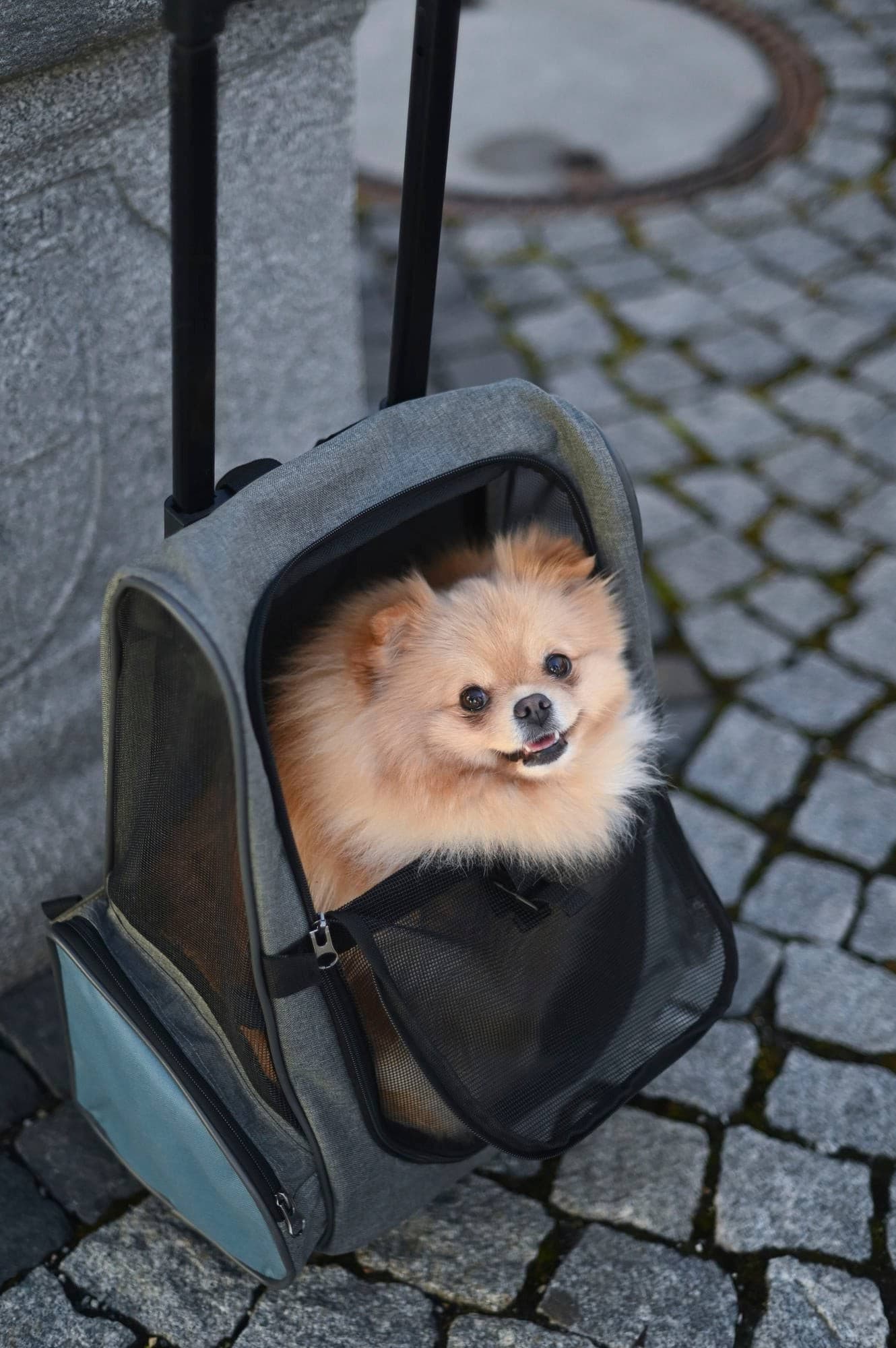 Torba podróżna na kółkach Vacation dla psa Kerbl