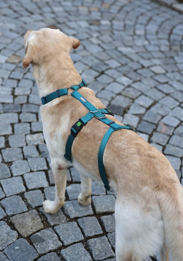 Szelki antyucieczkowe dla psa Miami 20 mm turkusowe 48-70 cm