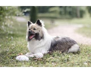 Zabawka dla psa piłka rugby 13,5x7,5x8,5 cm wielokolorowa Kerbl