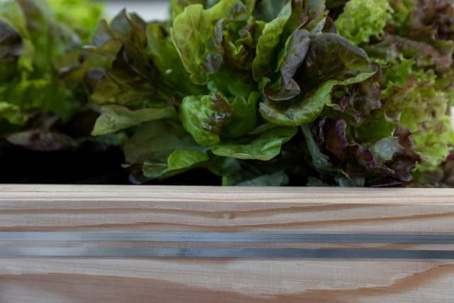 Taśma ogrodzeniowa do elektrycznego ogrodzenia przeciw ślimakom SnailStop, 10 m, Kerbl