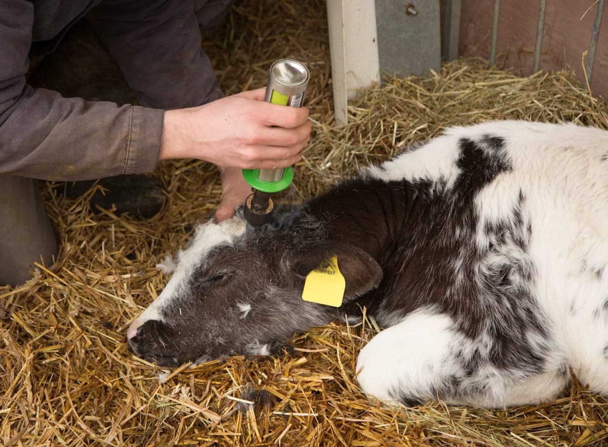 Dekornizator gazowy GasBuddex, stal nierdzewna, bez gazu