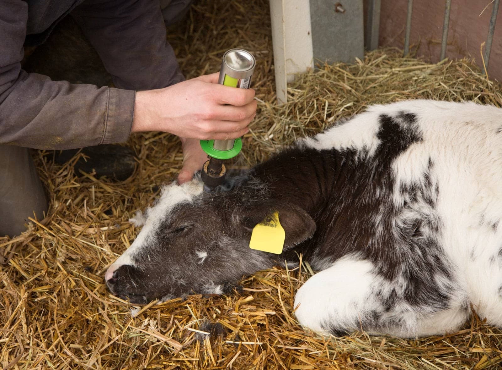 Dekornizator gazowy GasBuddex, stal nierdzewna, bez gazu