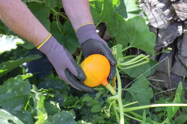 Rękawice ogrodowe Kerbl Blossom z powłoką nitrylową i wypustkami, rozmiar 6