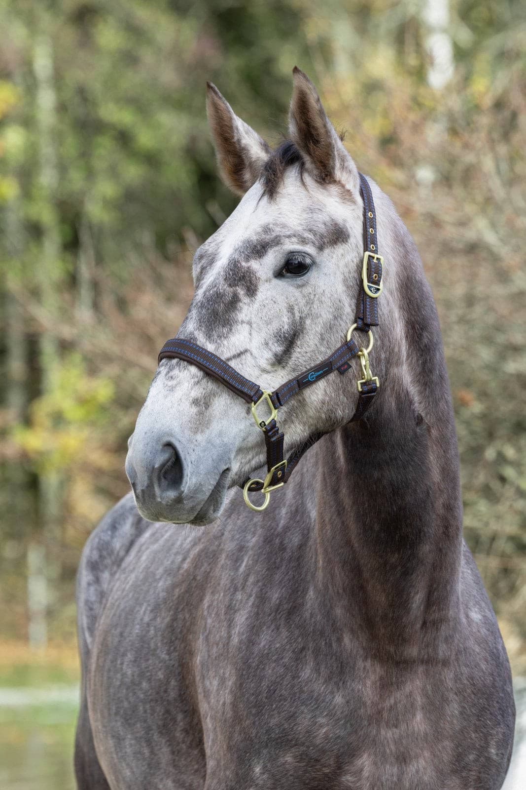 Kantar dla konia Royal brązowy/niebieski rozmiar Pony Covalliero