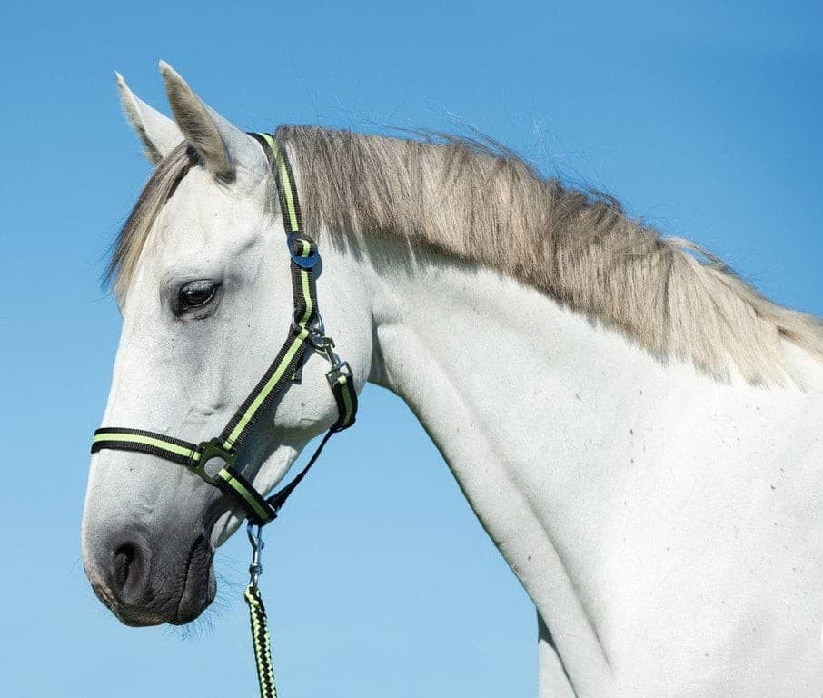 Kantar Hippo dla konia Shetty antracyt/ jasnozielony