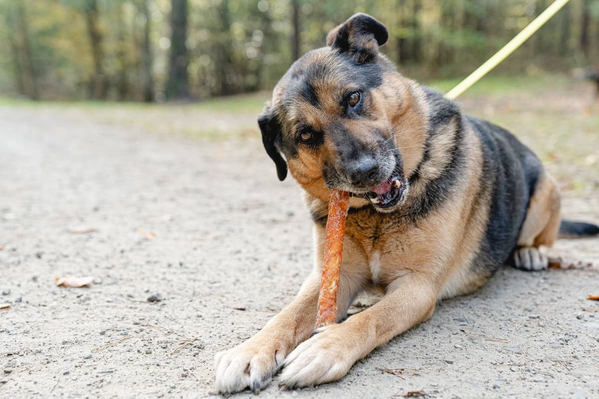 Przysmak dla psa 28 cm patyk ze skóry wołowej z kurczakiem 320 g Can Agri