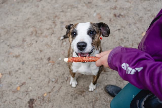 Przysmak dla psa 17 cm z skóry wołowej i kaczki 500 g Can Agri