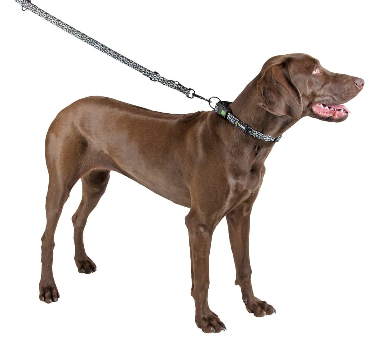 Obroża dla psa Shiny Night fluorescencyjna 40-45 cm x 20 mm Kerbl