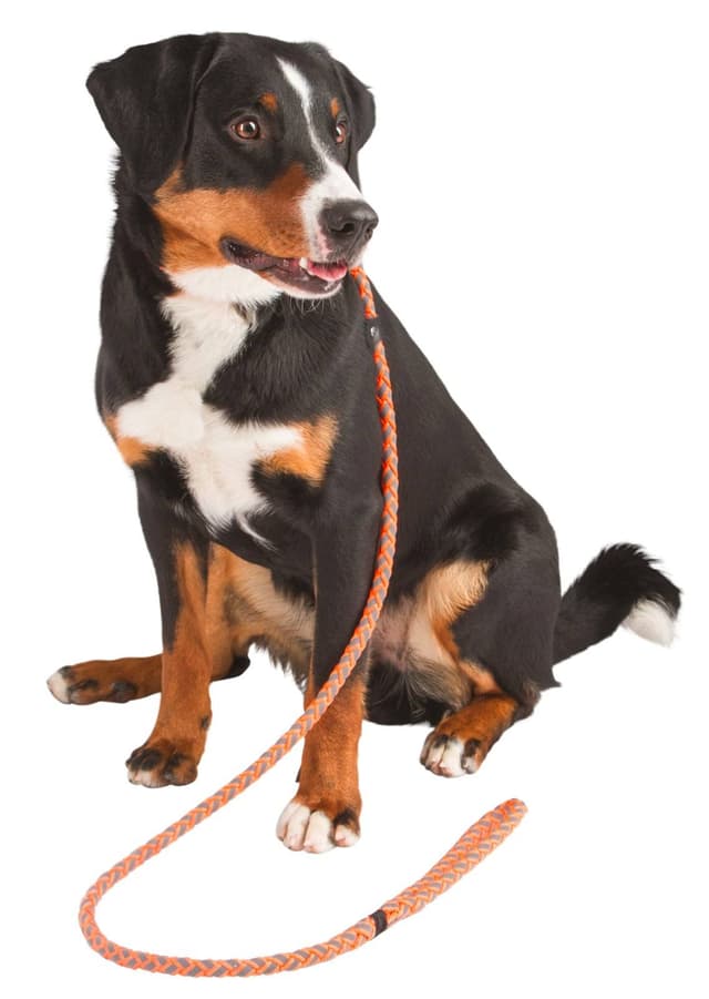 Smycz dla psa Maxi Safe, neonowa pomarańczowa, 170 cm x 12 mm