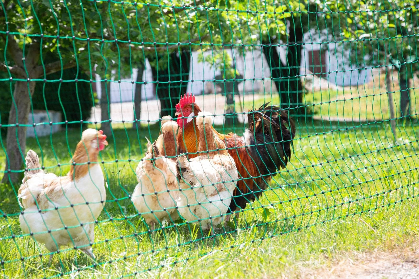 Siatka nieelektryczna dla drobiu, 50 m, 112 cm, podw. szpic, zielony, Kerbl