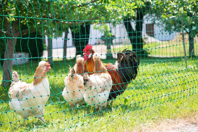 Siatka nieelektryczna dla drobiu, 50 m, 112 cm, podw. szpic, zielony, Kerbl
