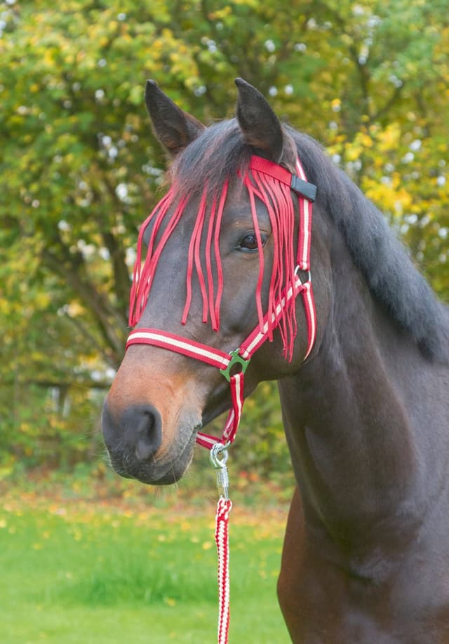 Naczółek z frędzelkami dla konia, ciemnoczerwony, roz. Full, Covalliero