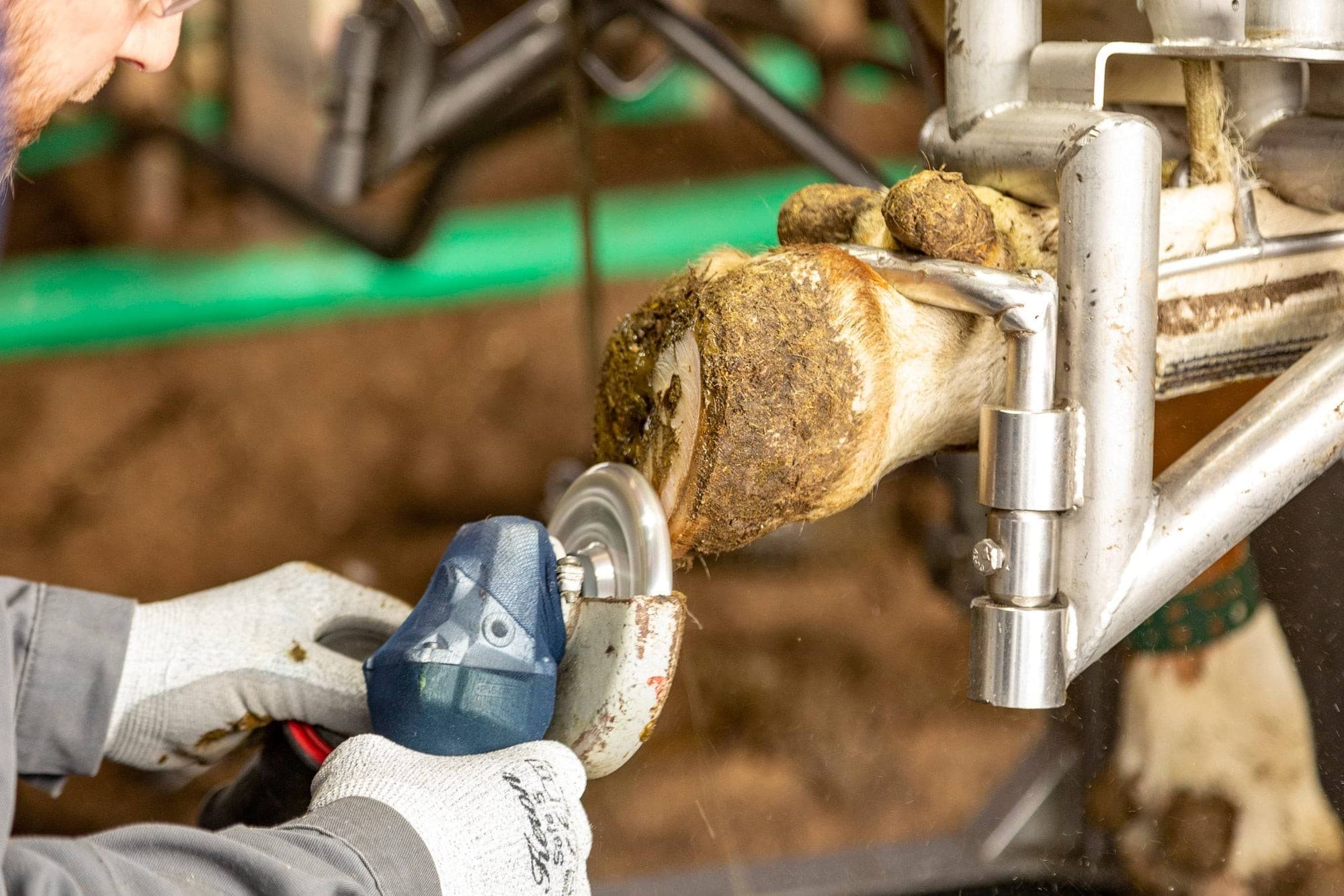 Tarcza do korekcji racic Profi, 6 ostrzy, 120 mm, Kerbl