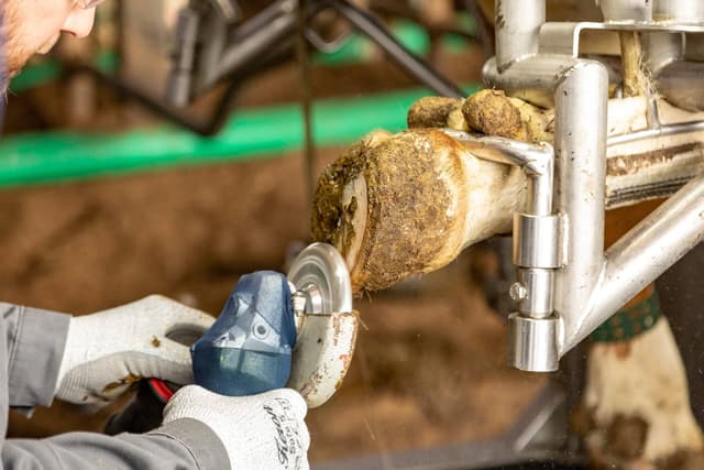 Tarcza do korekcji racic Profi, 6 ostrzy, 120 mm, Kerbl