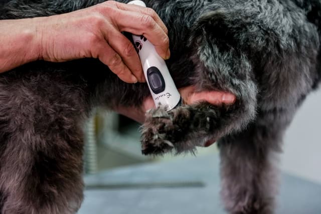 Maszynka do strzyżenia Exacta dla małych zwierząt, akumulatorowa