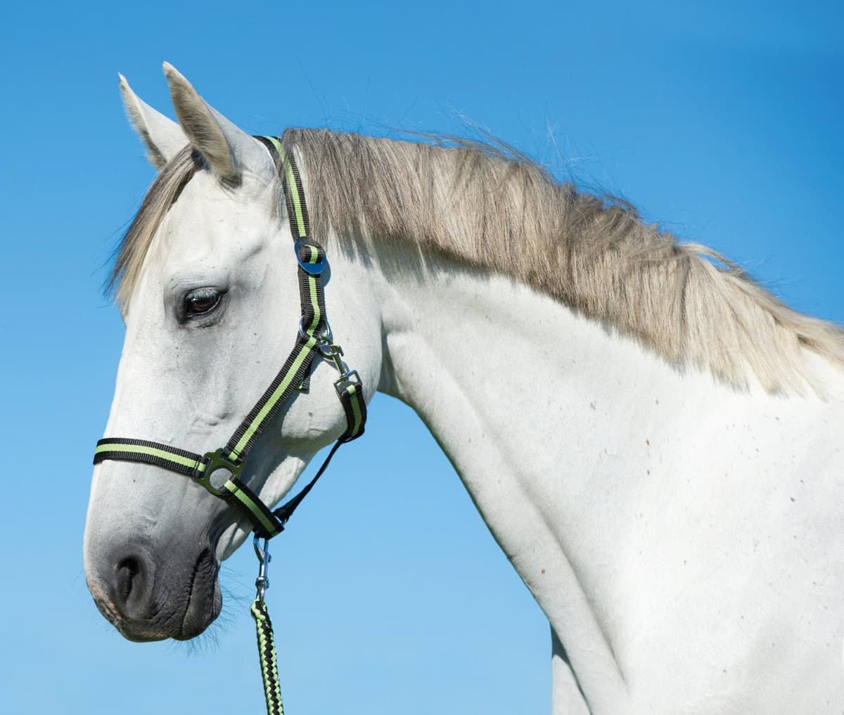 Uwiąz dla konia Hippo, zwykły karabińczyk, 200 cm