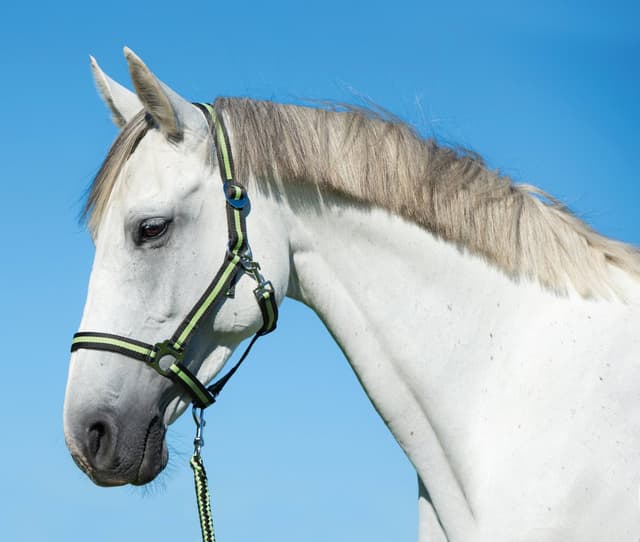 Uwiąz dla konia Hippo, zwykły karabińczyk, 200 cm