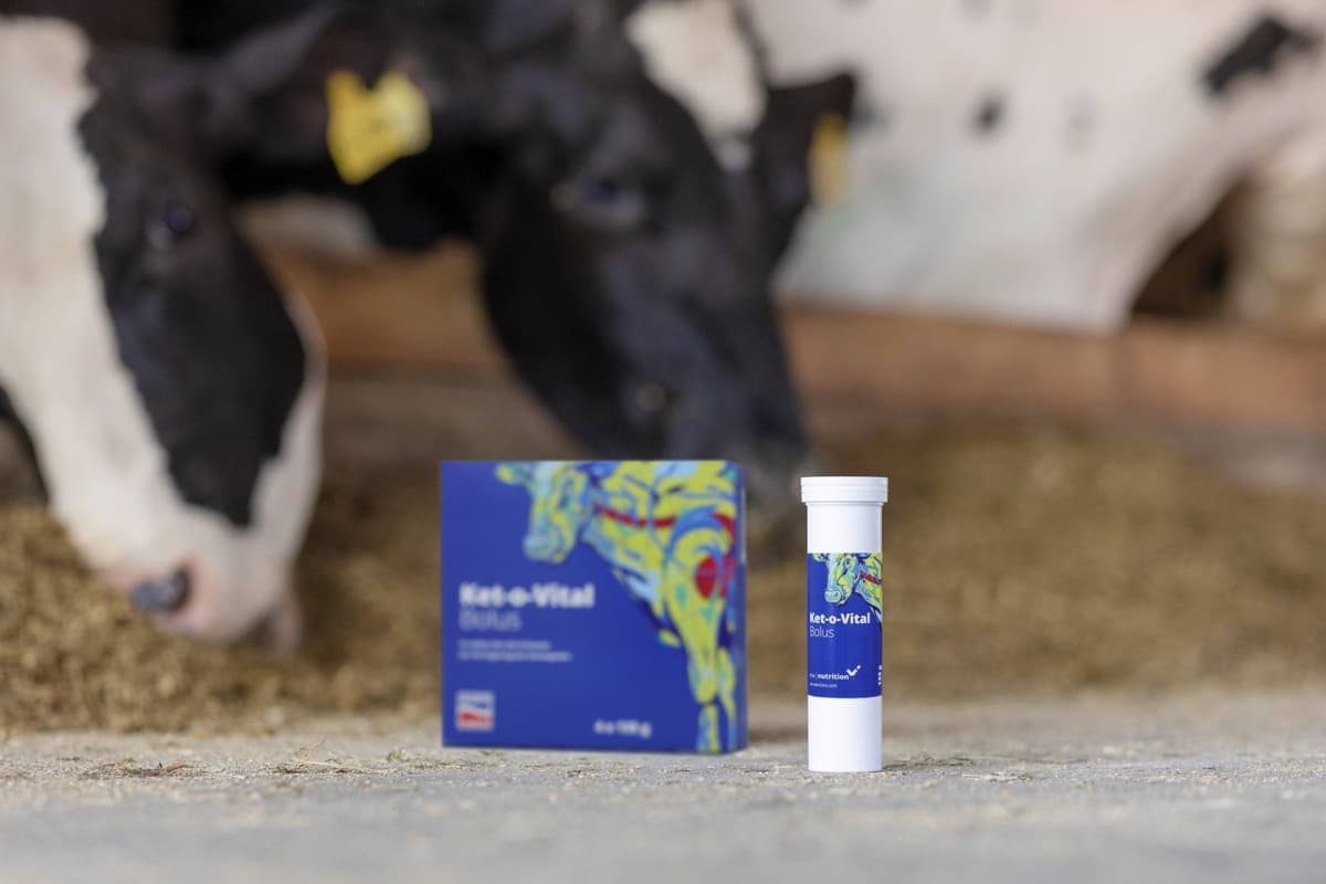 Bolus Ketozowy dla Krów Ket-o-Vital 4x135g Agrochemica