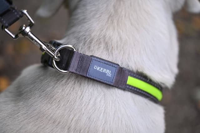 Obroża podświetlana dla psa Light & Reflex, żółta, 45 - 65 cm x 25 mm