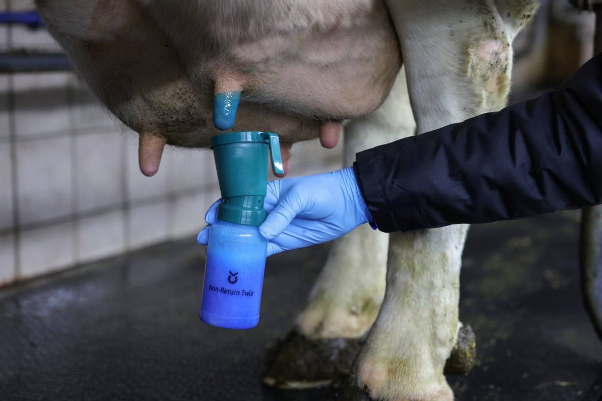 Kubek do dezynfekcji strzyków Twin 300 ml zielony Kerbl