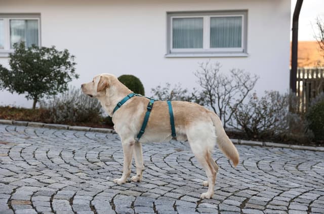 Szelki antyucieczkowe dla psa Miami 15 mm 38-52 cm turkusowe