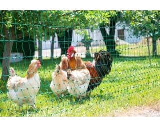 Siatka elektryczna Kerbl 50m dla drobiu zielona