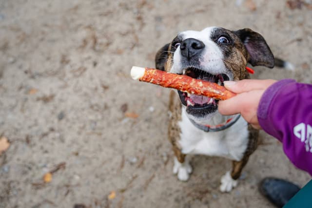 Przysmak dla psa 17 cm z skóry wołowej i kaczki 500 g Can Agri
