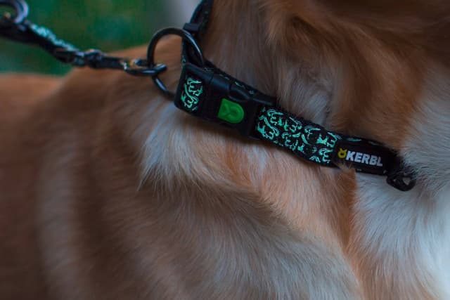 Obroża dla psa Shiny Night fluorescencyjna 25-40 cm Kerbl