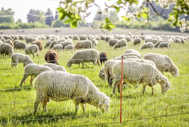 Siatka elektryczna dla owiec Kerbl TopLine Net 90cm 50m Podwójny Szpic