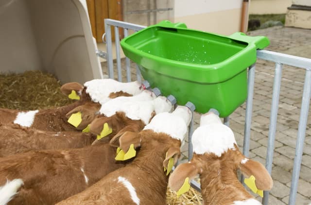 Poidło dla cieląt z zaworami i gumowymi smoczkami , "Multi Feeder", Can Agri