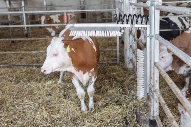 Czochradło sprężynowe dla bydła Kerbl Texas 50x10 cm