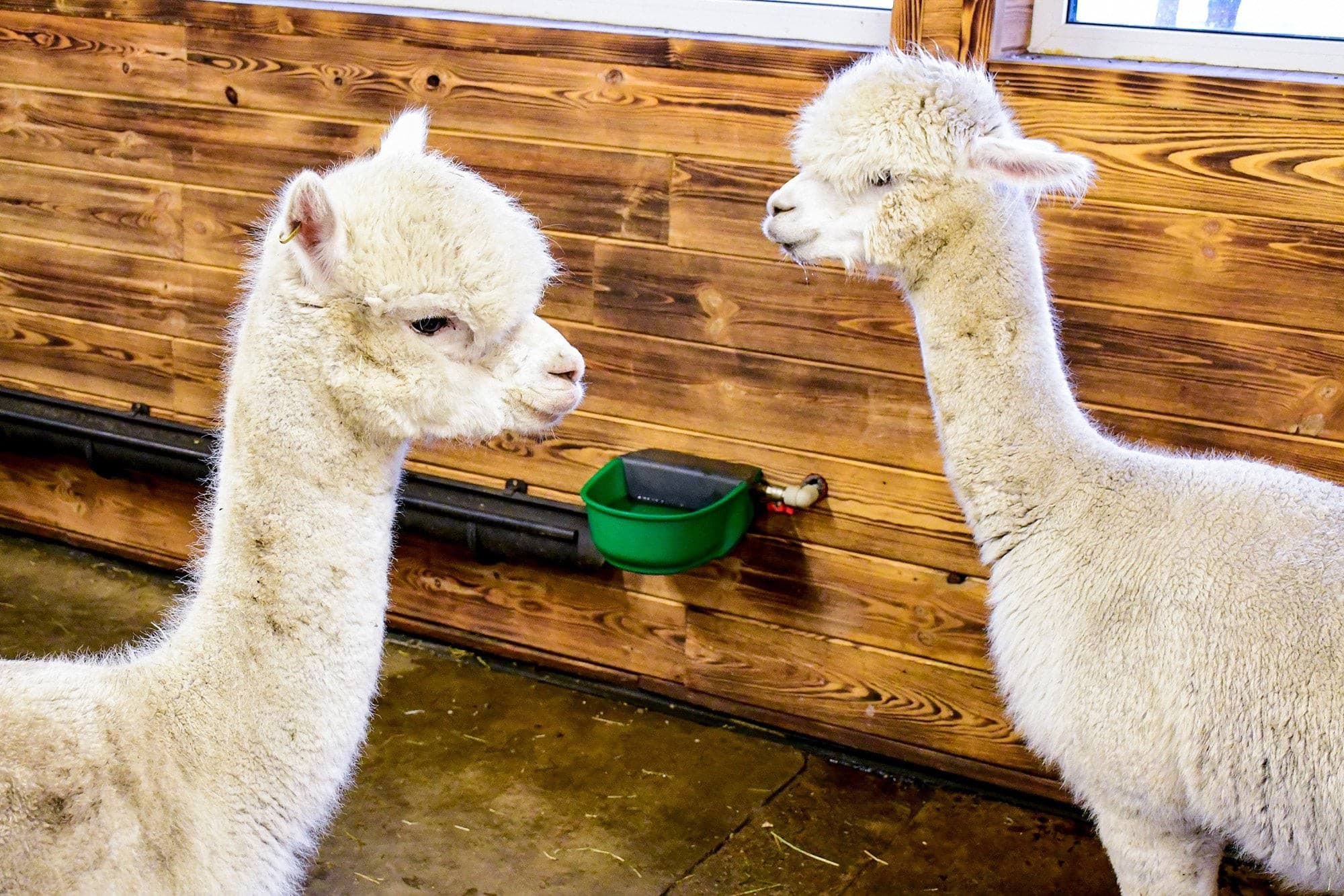 Poidło podgrzewane SH30 z zaworem pływakowym, 230V/73W