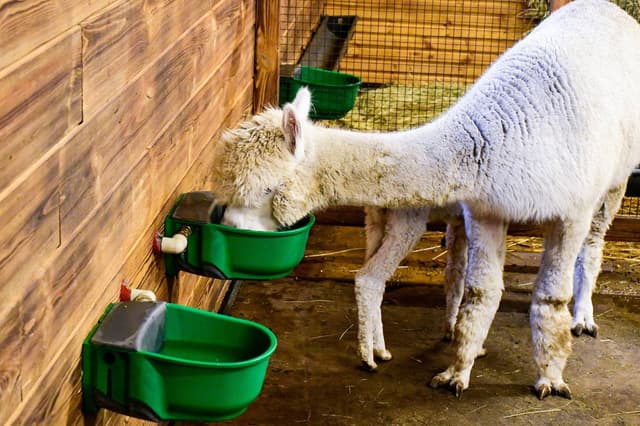 Poidło podgrzewane z zaworem pływakowym SH30, 24 V/73 W, z dodatkowym kablem grzewczym, Kerbl