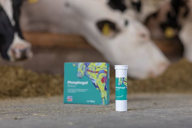 Bolus fosforowy dla krów zagrożonych zaleganiem, Phosphogol, 4 x 185 g, Agrochemica