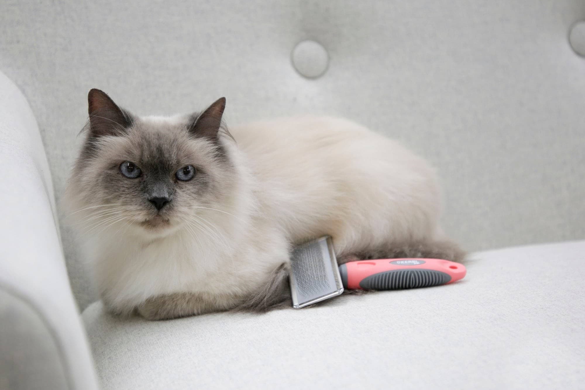 Szczotka dla kota z miękkimi ząbkami i grzebieniem, 16 x 6 cm