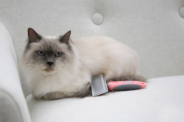 Szczotka dla kota z miękkimi ząbkami i grzebieniem, 16 x 6 cm