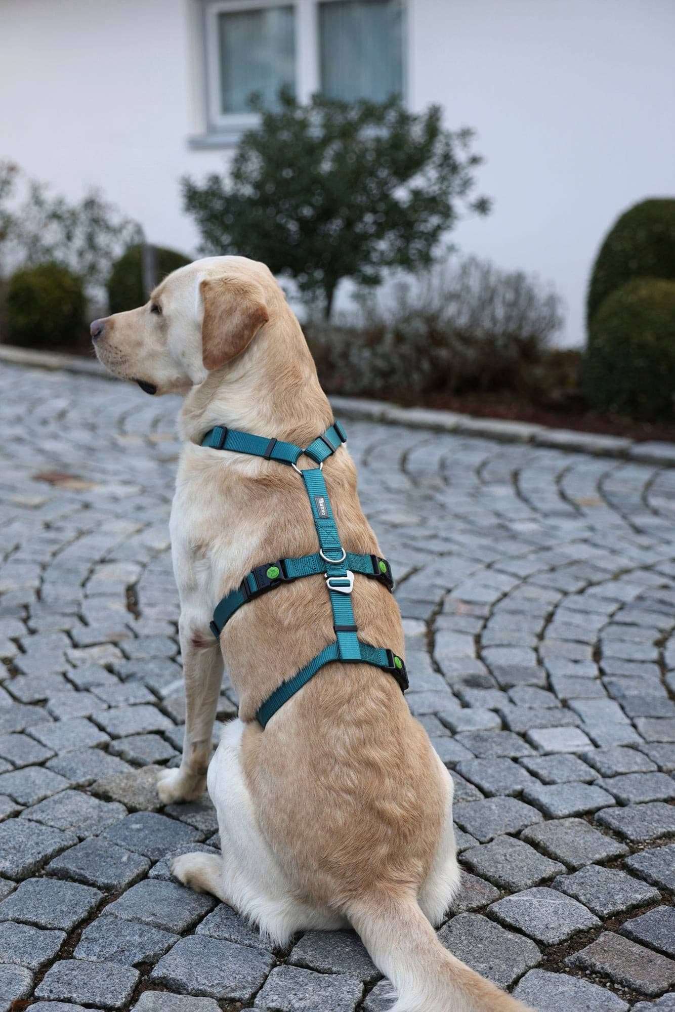 Szelki antyucieczkowe dla psa Miami 15 mm 38-52 cm turkusowe