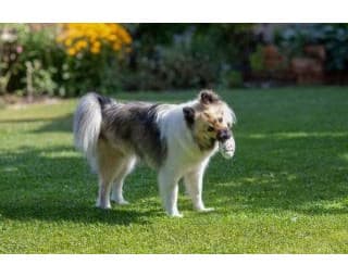 Zabawka dla psa piłka rugby 13,5x7,5x8,5 cm wielokolorowa Kerbl