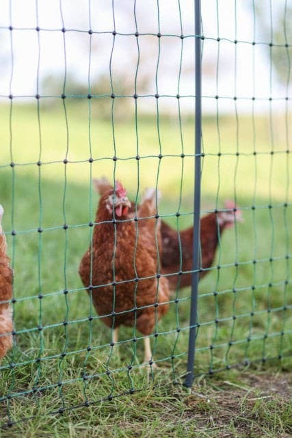 Siatka elektryczna dla drobiu Premium 50m zielona Kerbl