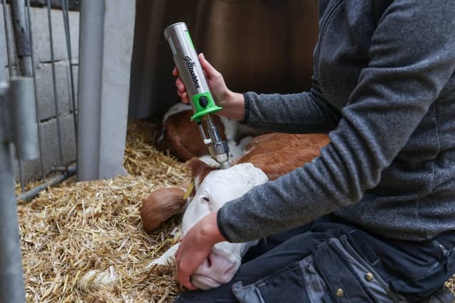 Dekornizator gazowy GasBuddex, stal nierdzewna, bez gazu