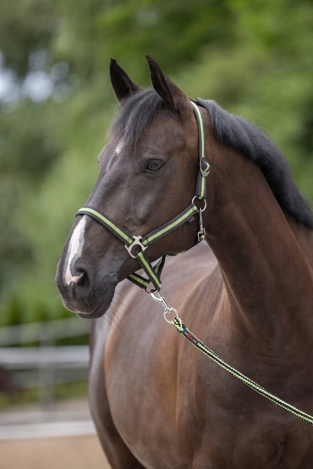 Kantar Hippo dla konia Shetty antracyt/ jasnozielony